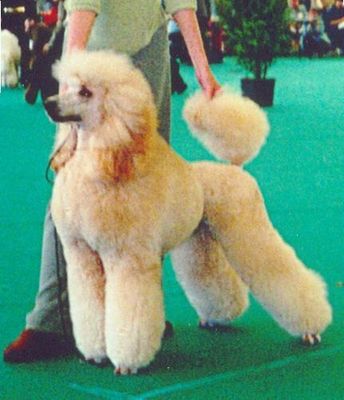 CH. Samo sovershenstvo iz Volzhskoy Serenady